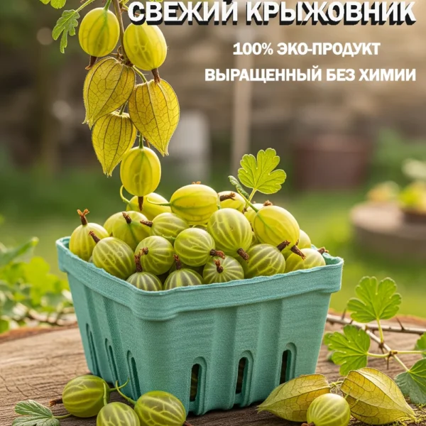 Купить свежий крыжовник в Москве